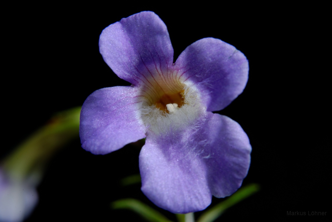 DSC_0083.jpg - Limnophila aromatica 'mini'