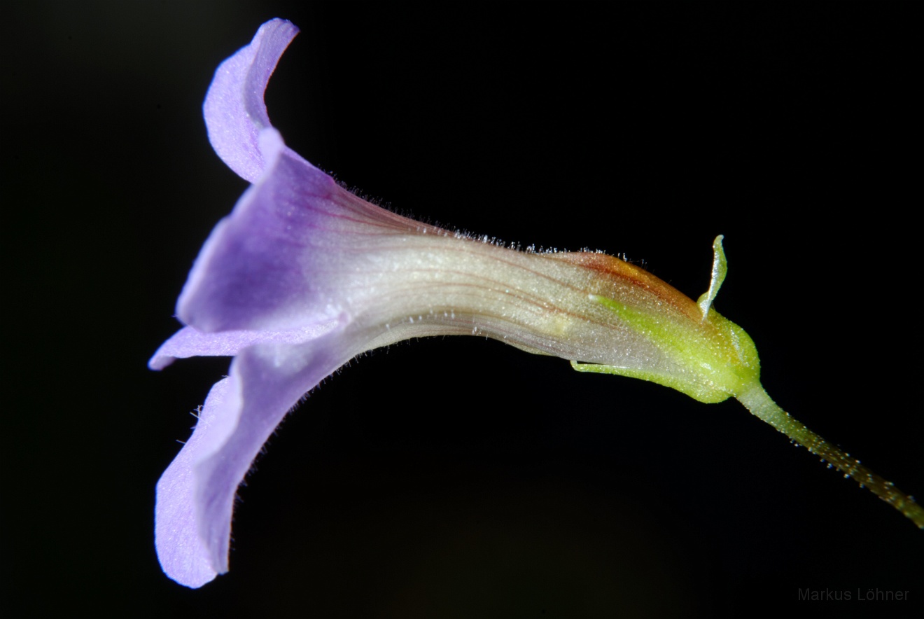 DSC_0109.jpg - Limnophila aromatica 'mini'
