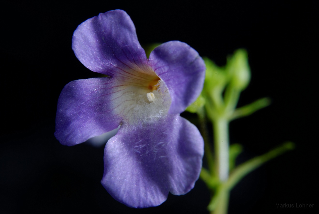 DSC_0114.jpg - Limnophila aromatica 'mini'