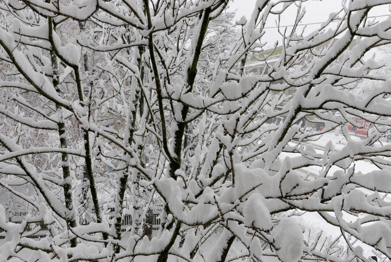 DSC_2752_dxo.jpg