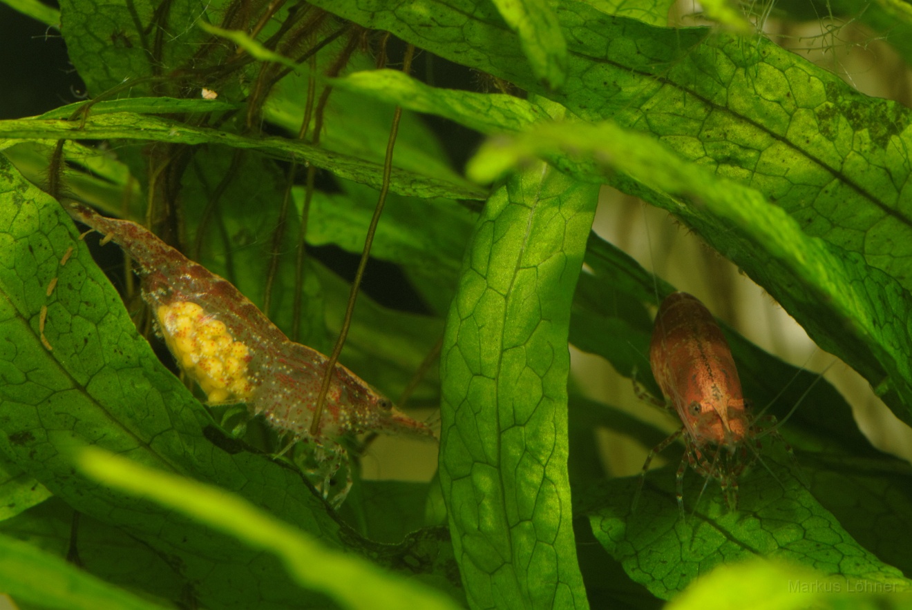 DSC_6804_orig.jpg