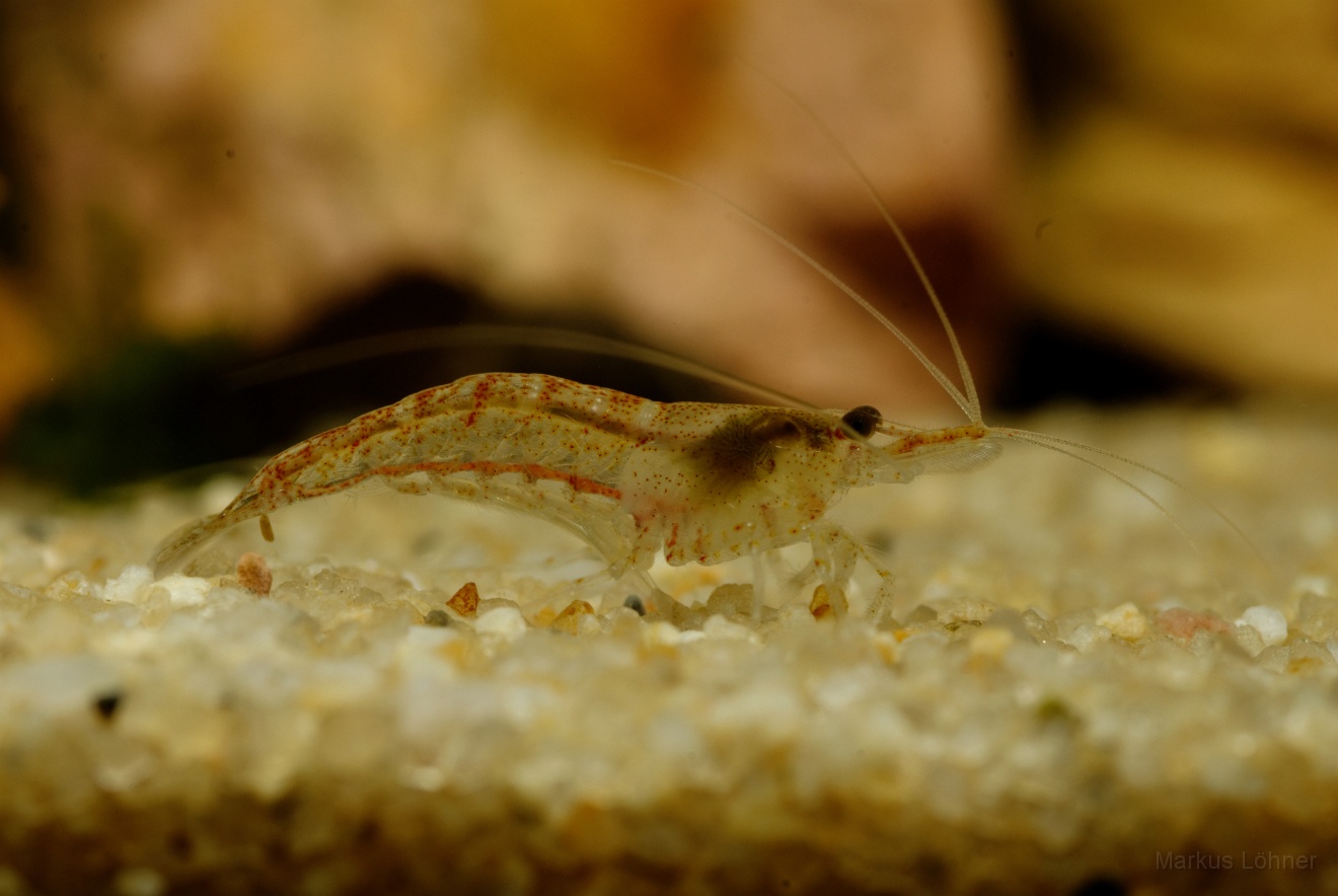 DSC_6812_orig.jpg