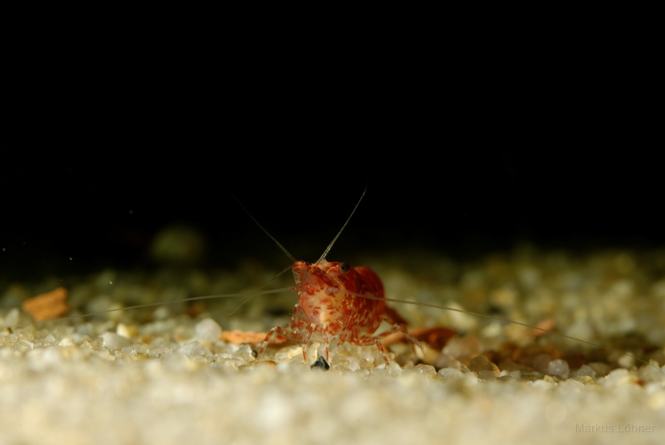 DSC_6823_orig.jpg