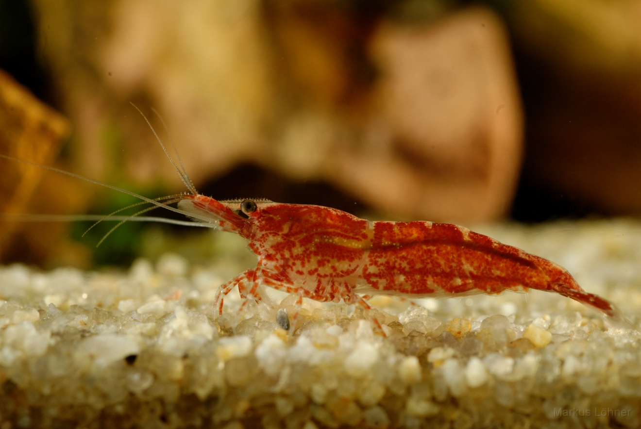 DSC_6836_orig.jpg