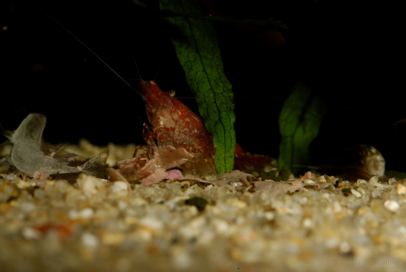 DSC_6841_orig.jpg