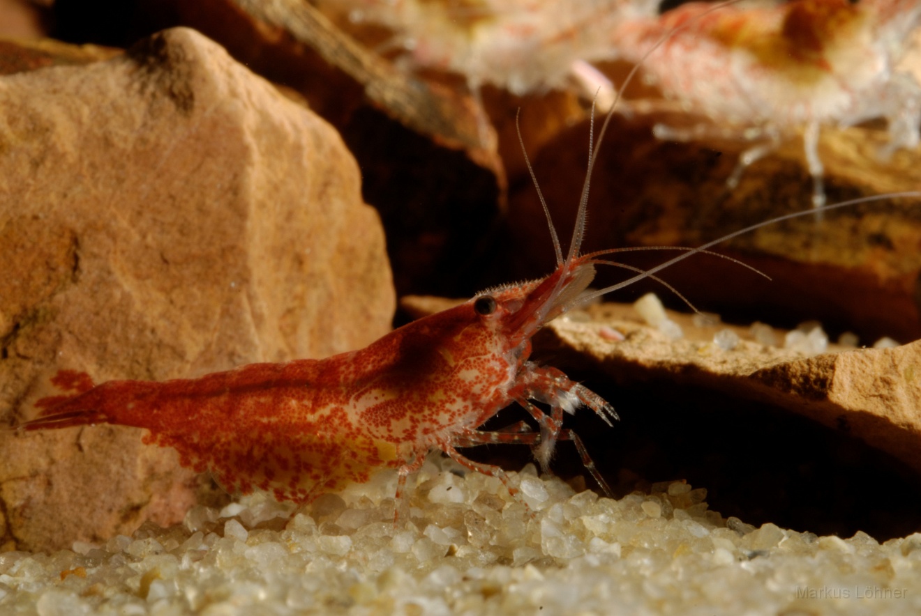 DSC_6849_orig.jpg