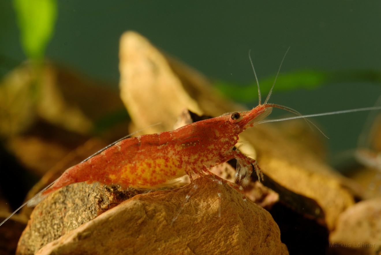 DSC_6855_orig.jpg