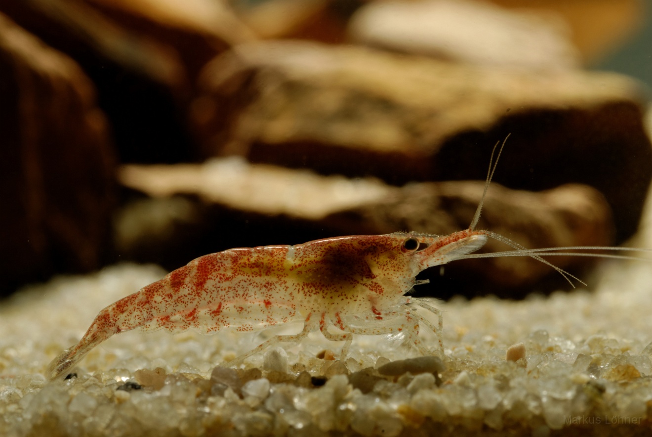 DSC_6877_orig.jpg