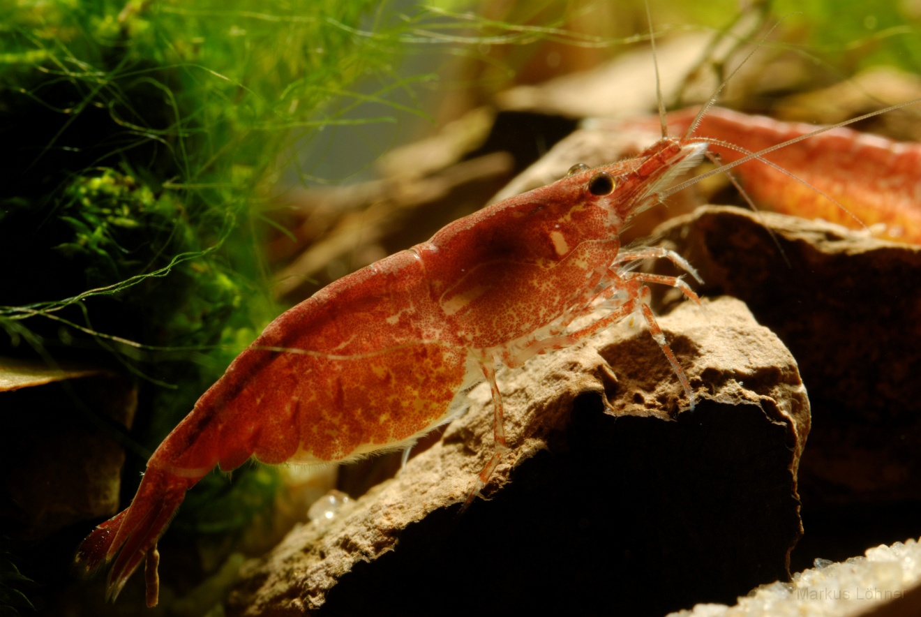 DSC_6879_orig.jpg