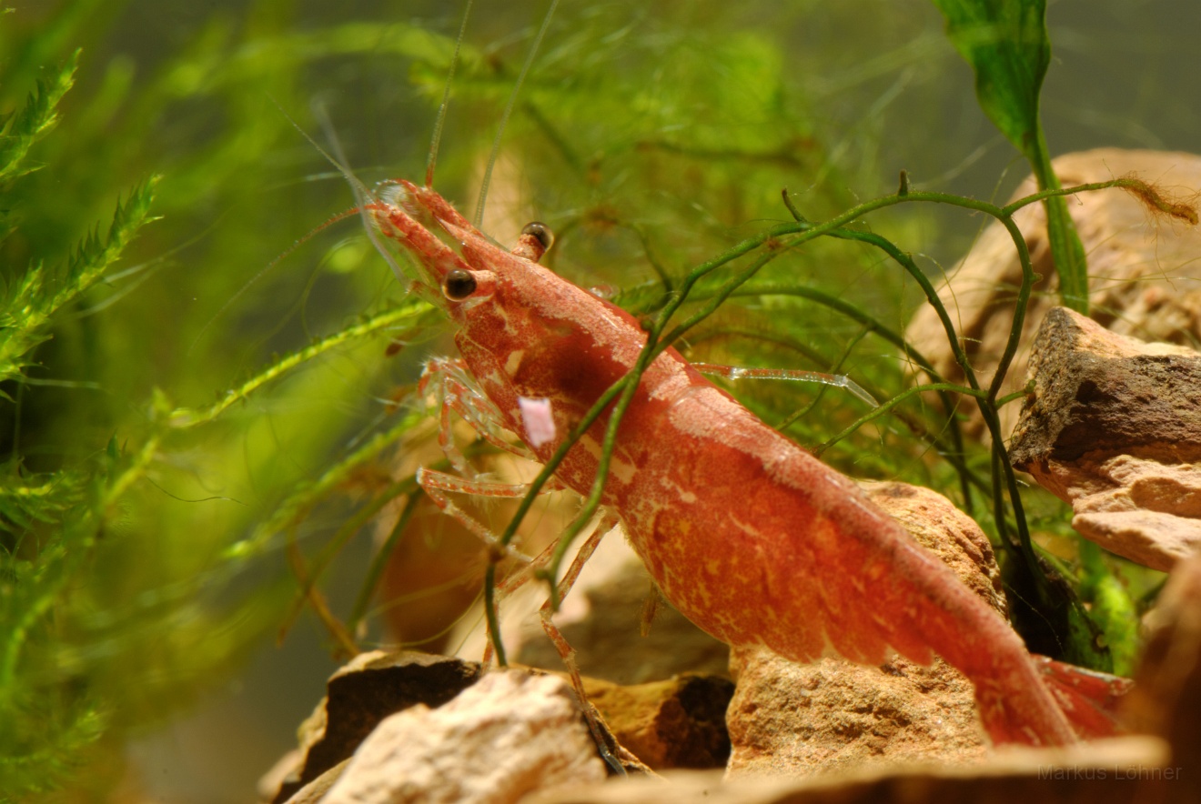 DSC_6884_orig.jpg