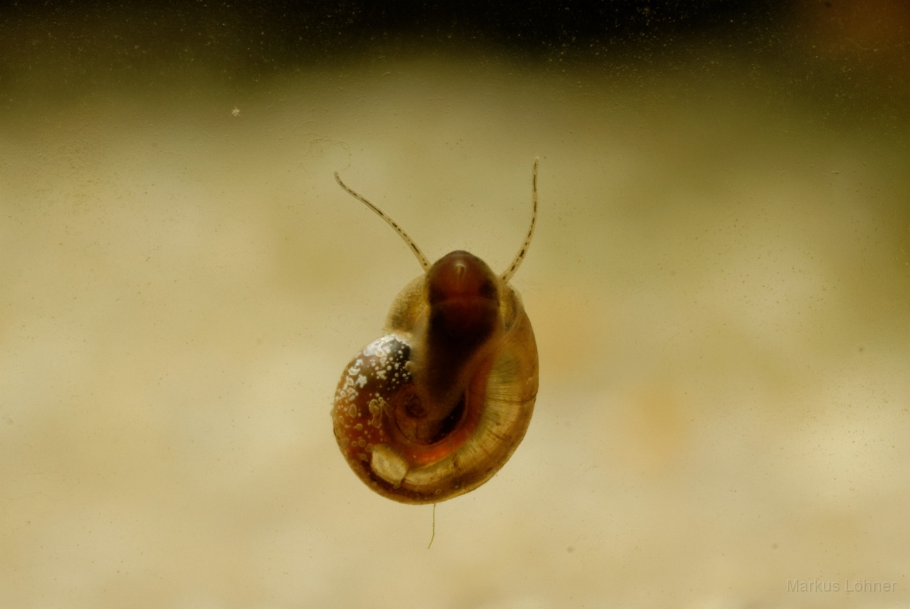 DSC_6887_orig.jpg