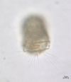 ciliat1tn.jpg (1563 Byte)