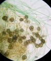 cyano_uebersicht2tn.jpg (4232 Byte)
