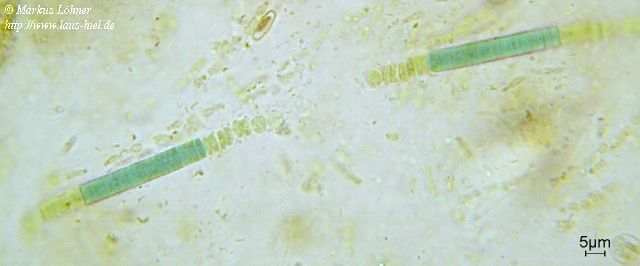 rd03c0302.jpg