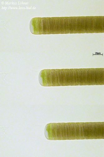 rd0404.jpg