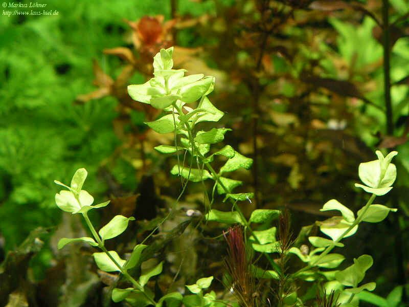 Bacopa.jpg (108467 Byte)