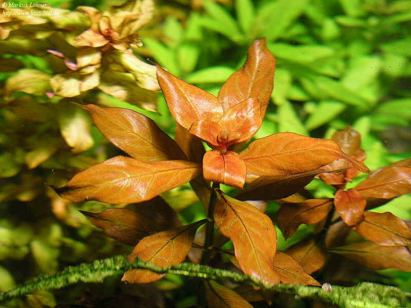 Ludwigia_palustris1.JPG (137861 Byte)