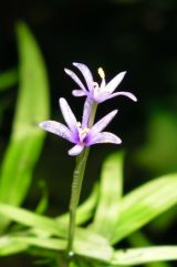 bluete_h_zosterifoliatn.jpg (7148 Byte)
