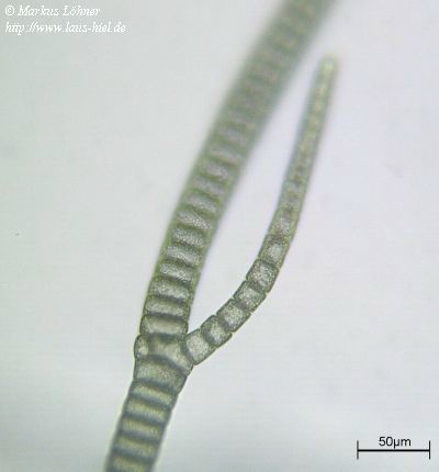 bartalge1.jpg (12315 Byte)
