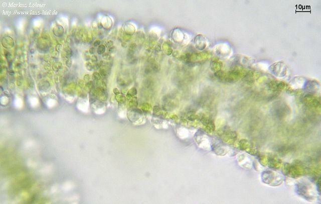 gruene_hydra2.jpg (31310 Byte)