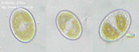 unknown05_1.jpg (11633 Byte)